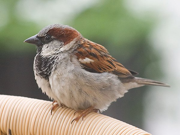 Ý nghĩa chim sẻ trong dân gian và phong thủy