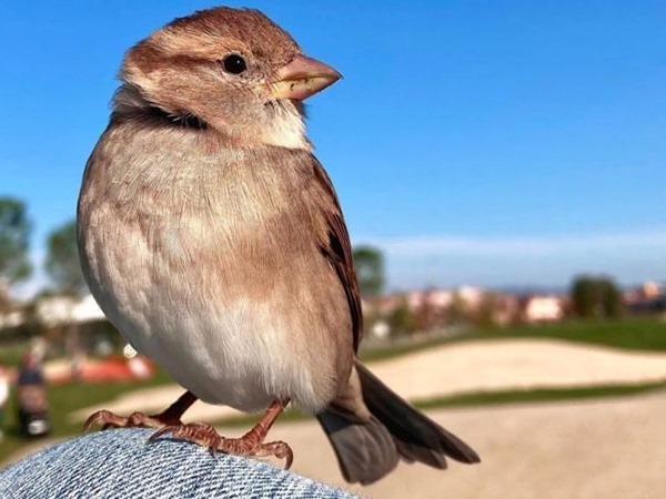 Giải mã chim sẻ số mấy và cách chọn số theo kinh nghiệm