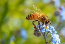 Phân tích ý nghĩa con ong số mấy trong quan niệm dân gian