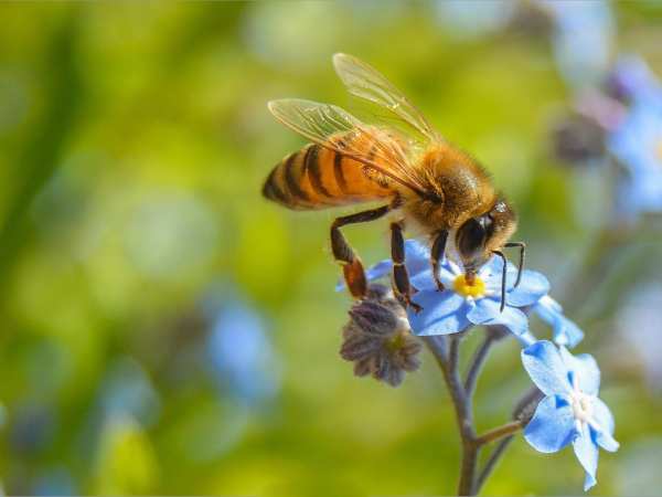 Con ong số mấy? Giải mã ý nghĩa con ong và con số may mắn