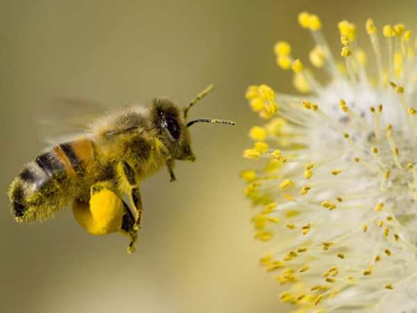 Giải mã con ong số mấy siêu chính xác?