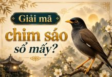 Bật mí ý nghĩa chim sáo số mấy may mắn cho tài lộc nở rộ?