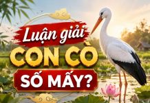 Con cò là số mấy trong tâm linh?