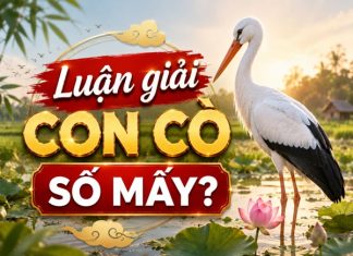 Con cò là số mấy trong tâm linh?