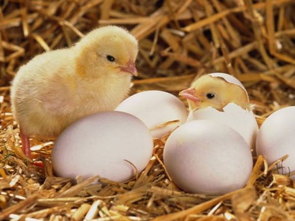 Gà con số mấy? Giải mã ý nghĩa và con số liên quan
