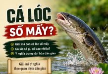 Cá lóc số mấy? Giải mã ý nghĩa và con số trong văn hóa