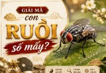 Tìm hiểu chi tiết con ruồi số mấy thu hút tài lộc về nhà? Tìm hiểu chi tiết con ruồi số mấy thu hút tài lộc về nhà?