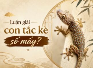 Chiêm nghiệm ý nghĩa con tắc kè số mấy thu hút vận may? Chiêm nghiệm ý nghĩa con tắc kè số mấy thu hút vận may?