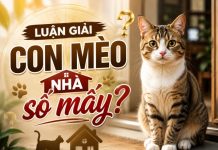 Luận giải con mèo nhà số mấy tăng tiến trong tài lộc? Con mèo nhà số bao nhiêu trong tâm linh?