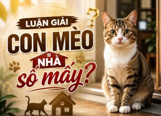 Luận giải con mèo nhà số mấy tăng tiến trong tài lộc? Con mèo nhà số bao nhiêu trong tâm linh?